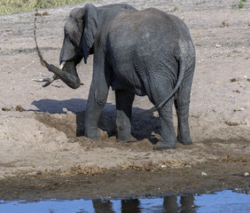 Young elephant playing on sandy river bed, digging for cool water and splashing mud over himself, with back to camera. Tarangire National Park. Tanzania, Africa