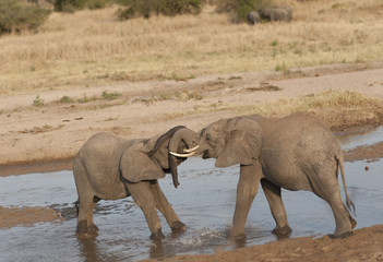 Two baby elephants standing in water play fighting and their trunks tangled up Tarangire National Park. Tanzania, Africa