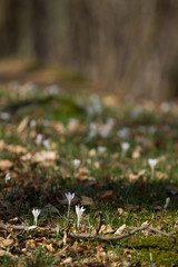 sottobosco