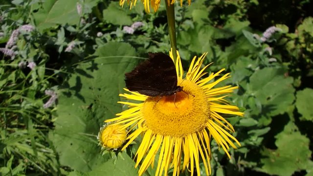 Flower elecampane, (Inula helenium), Yellow flower and butterfly