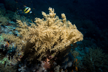 Fototapeta na wymiar Soft coral in the red sea