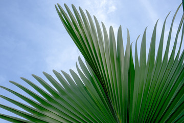 fiji fan palm leaf