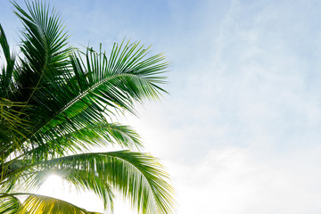 Fototapeta na wymiar coconut leaf on sky background
