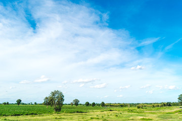 Obraz premium Blue sky and cloud with tree. landscape background.