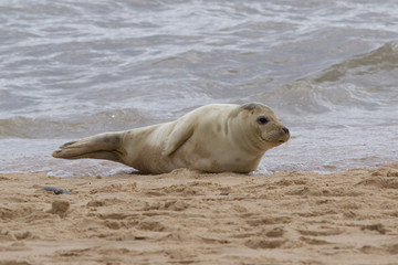  A Grey Seal, Halichoerus grypus, relaxing on the beach.