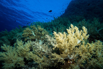 Naklejka na ściany i meble Coral garden in the red sea