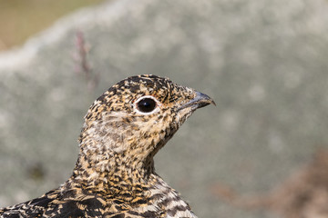 Svalbard Rock ptarmigan, female with summer plumage, Svalbard, close up