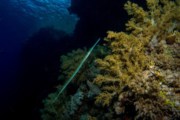 flute fish in the red sea