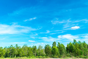 Fototapeta na wymiar Blue sky and cloud with tree. landscape background.