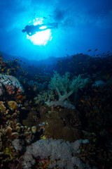Plakat Coral garden in the red sea