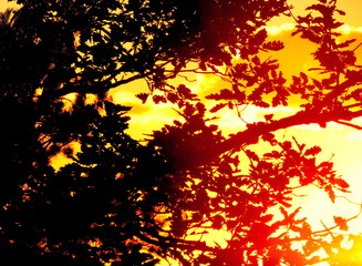 Couch&eacute; de soleil