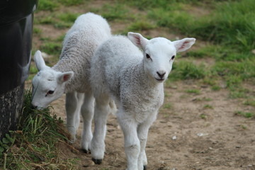 Naklejka na ściany i meble Lambs in the field
