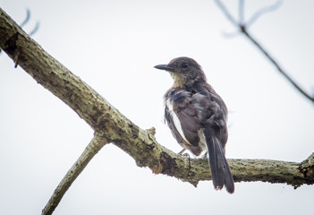 Oriental magpie robin