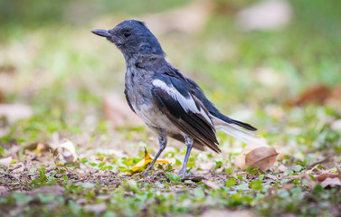Obraz premium Oriental magpie robin