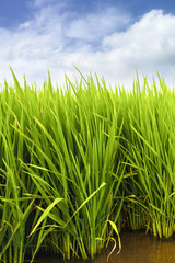 Green rice paddy field plantation in Asia against a beautiful blue sky with white clouds. Concept for Asia, plantation, rice terrace, food farming, organic, bio, natural, fair trade.