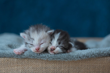 Sleeping beauty kitten