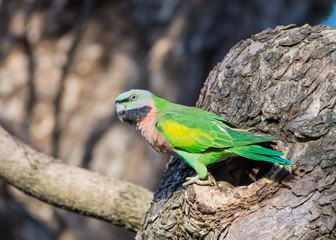 Psittacula alexandri