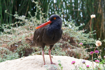 One black oyster catcher bird on sandy hill with plants and flowers in background.