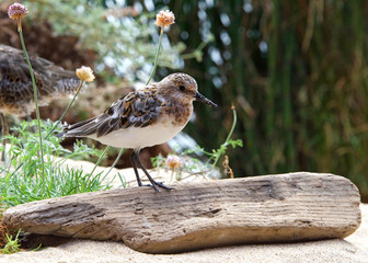 Least Sandpiper on a sandy beach with driftwood, flowers and shrubbery in the background