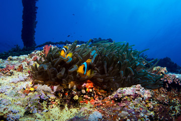 Fototapeta na wymiar clown fish in the red sea