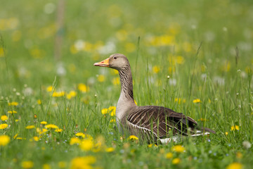 oca in un prato con fiori gialli