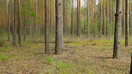 Obraz premium dense, pine forest