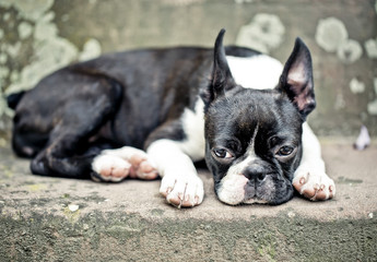 Portrait of a Boston Terrier