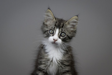 Kitten portrait
