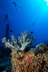 Coral garden in the red sea