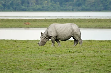 Crédence de cuisine en verre imprimé Rhinocéros Rhino at Kaziranga National Park