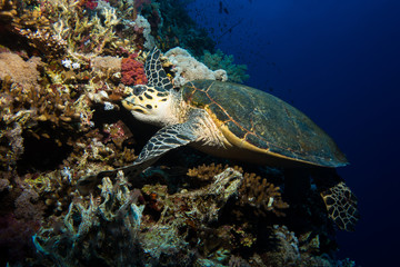 Obraz na płótnie Canvas Turtle in the red sea