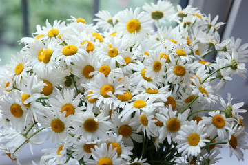 Beautiful daisies near the window