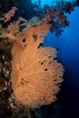 gorgonian coral in the red sea