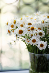 Beautiful daisies near the window