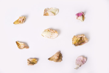 Dead dry up petals from roses on the white bakground