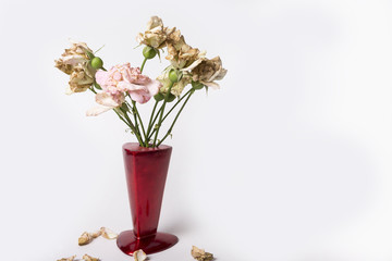 Dry up roses in red vase on the white background