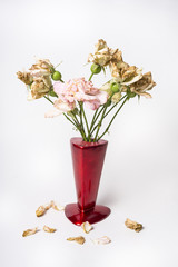 Dead roses in the red vase on the white background