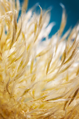 A macro shot of a plume from a pampas grass plant in October in New Mexico.
