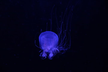 méduse violet
