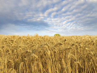 Wheat field against a blue sky