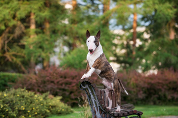english bull terrier dog posing on a bench