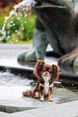 beautiful brown chihuahua dog posing outdoors