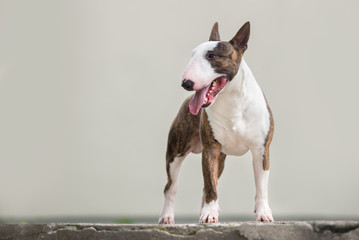 english bull terrier dog standing outdoors