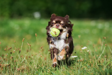 happy chihuahua dog running with a tennis ball