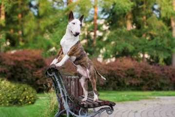 beautiful bull terrier dog posing on a bench