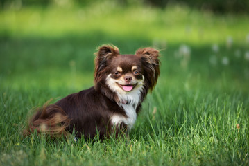 happy brown chihuahua dog posing on grass