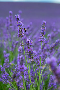 Campi di lavanda in Provenza valensole