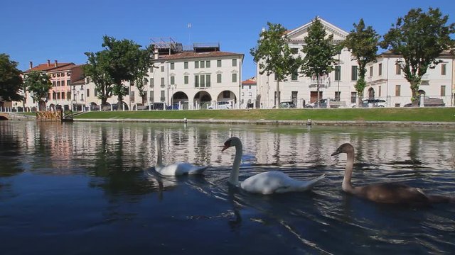 treviso lungo fiume sile con cigni veneto italia italy
