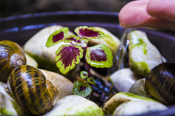 water of life; Green sprouts