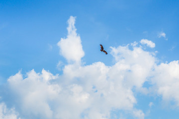 Eagle in the sky in cloudy day.